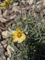 Senna pumilio