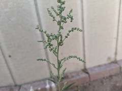 Chenopodium pratericola