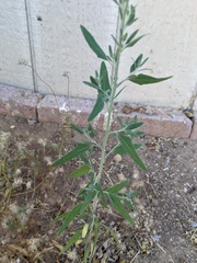 Chenopodium pratericola