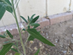 Chenopodium pratericola