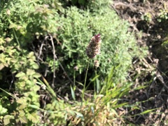 Phalaris californica