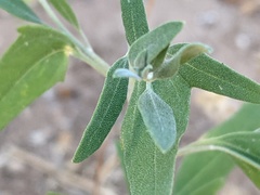 Chenopodium pratericola