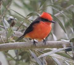 Pyrocephalus rubinus