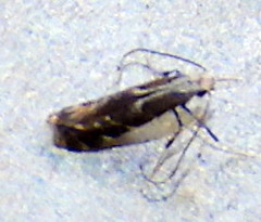 Leucospilapteryx venustella