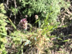 Phalaris californica