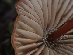 Mycena kurramulla