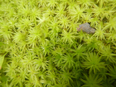 Atrichum altecristatum