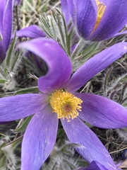 Pulsatilla turczaninovii