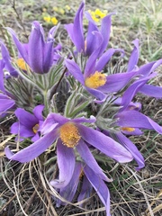 Pulsatilla turczaninovii