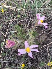 Pulsatilla turczaninovii