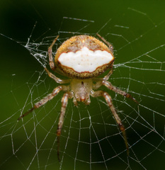 Araneus miniatus