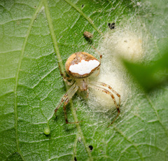 Araneus miniatus