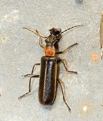 Podabrus quadratus