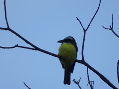 Pitangus sulphuratus