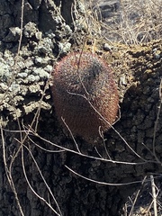 Mammillaria rhodantha