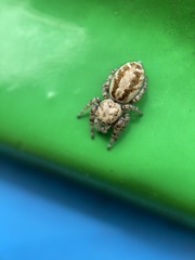 Metaphidippus chera