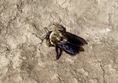 Xylocopa appendiculata appendiculata