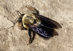 Xylocopa appendiculata appendiculata