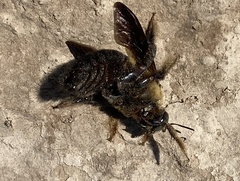Xylocopa appendiculata appendiculata