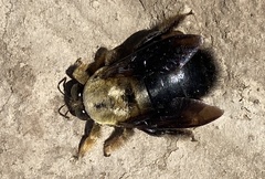 Xylocopa appendiculata appendiculata