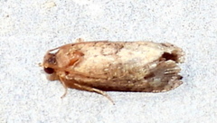 Ecdytolopha mana