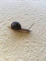 Cornu aspersum