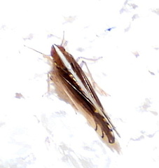 Stenocranus brunneus