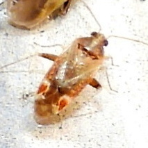 Hamatophylus guttulosus