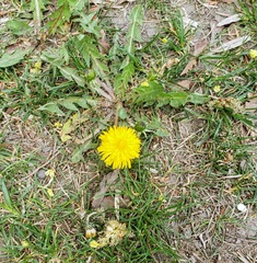 Taraxacum officinale