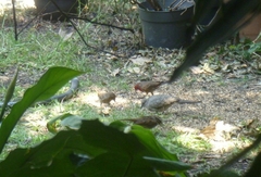 Haemorhous mexicanus