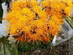 Sinclairia glabra