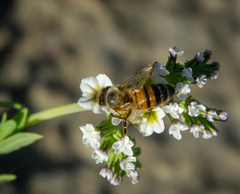 Apis mellifera
