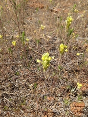 Castilleja lacera