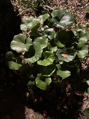 Ligularia dentata