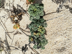 Dasispermum