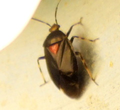 Deraeocoris sayi