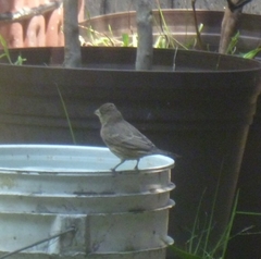 Haemorhous mexicanus