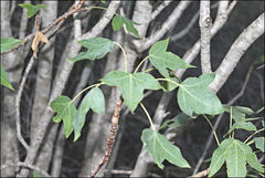 Jatropha mahafalensis image