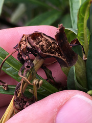 Leucinodes cordalis
