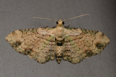 Chloroclystis sphragitis