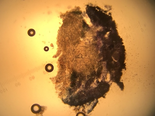 Violella image