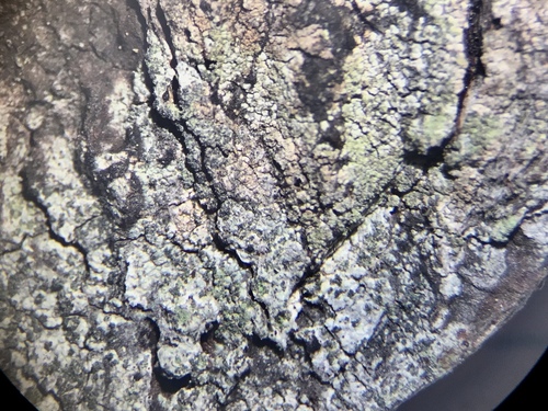 Violella fucata image