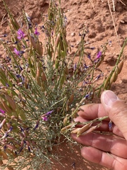 Astragalus coltonii moabensis