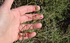 Asparagus fasciculatus