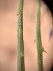 Astragalus coltonii moabensis
