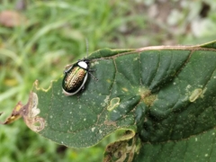 Asphaera albomarginata