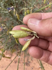 Astragalus coltonii moabensis