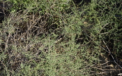 Asparagus fasciculatus