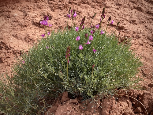 Astragalus coltonii var. moabensis
