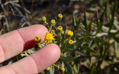 Senecio rosmarinifolius